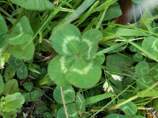 IMG_0073.jpeg